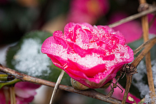 雪景雪花花卉红花近景通透