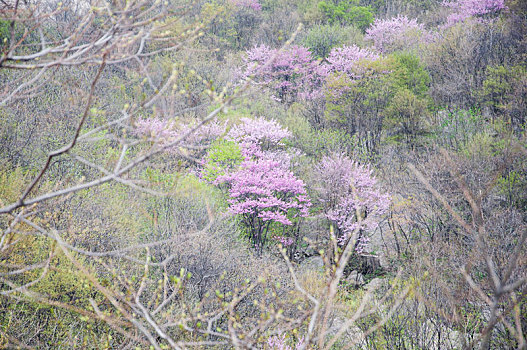 开满鲜花的山坡