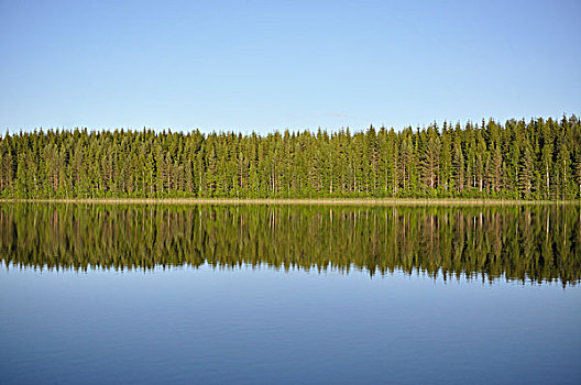 湖,树林