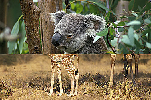 树袋熊,成年,站立,树上,澳大利亚
