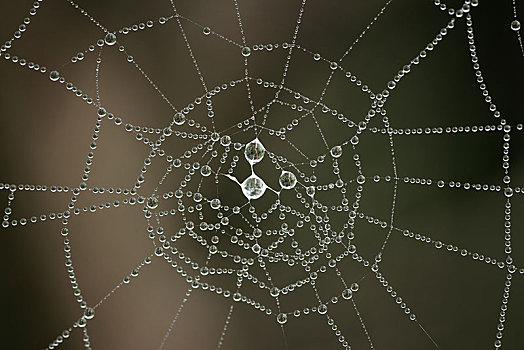 蜘蛛网,早晨,露珠