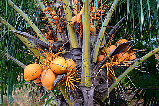 椰树,成熟,马埃岛,塞舌尔,非洲