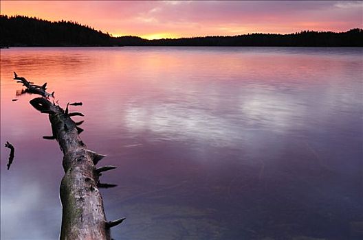 晨光,湖,瑞典