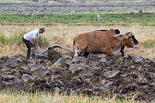 农民,耕作,陆地,牛,云南,中国,四月,2009年
