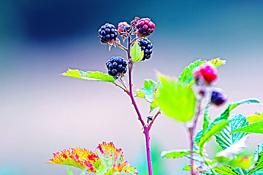 黑莓,水果,枝头