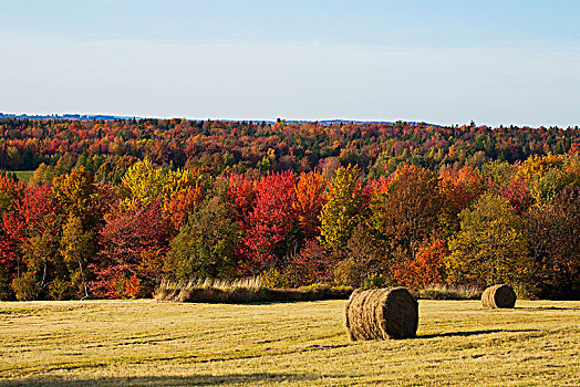 圆,干草包,地点,秋天,色彩,树林,西部,魁北克,加拿大