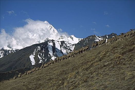 牧群,放牧,山,斜坡,不丹