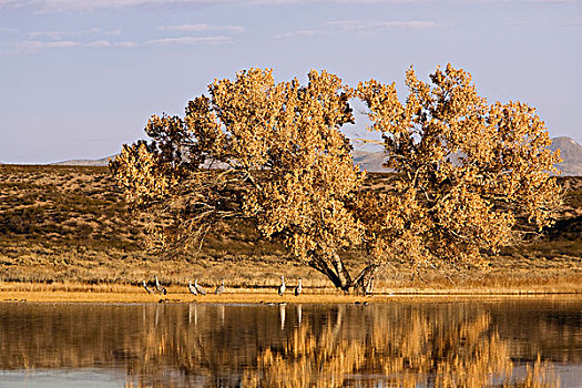 沙丘鹤,两个,弗里蒙特,棉白杨,树,日出,博斯克德尔阿帕奇,新墨西哥