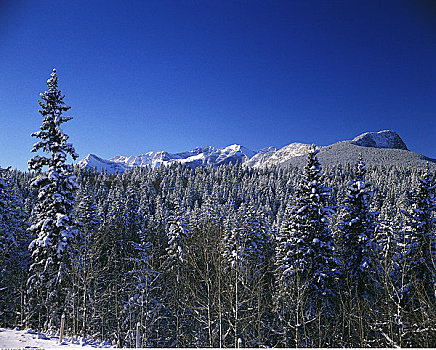 落基山脉,树林,卡纳纳斯基斯县,艾伯塔省,加拿大