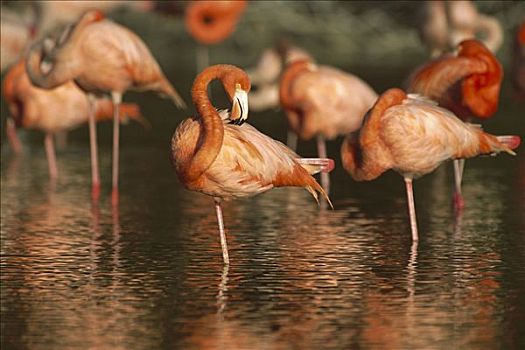 大红鹳,火烈鸟,成群,生物保护区,墨西哥