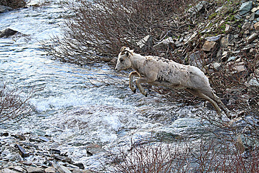 大角羊,母羊,溪流,冰川国家公园,蒙大拿