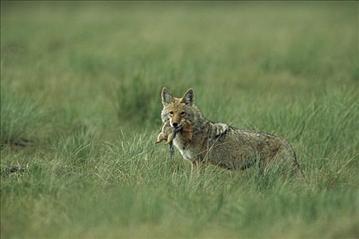丛林狼,犬属,母兽,地松鼠,抓住,冰川国家公园,蒙大拿