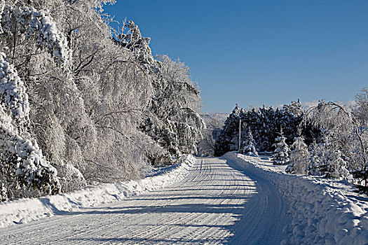 雪路,冬天,加拿大