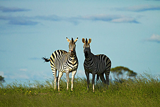 斑马,马,万基国家公园,津巴布韦,非洲