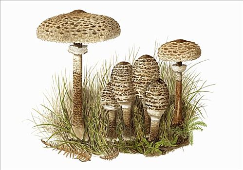 伞状蘑菇,高环柄菇,草丛
