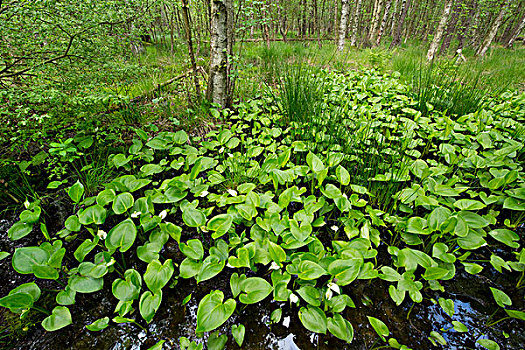 湿地,海芋植物,自然保护区,下萨克森,德国,欧洲