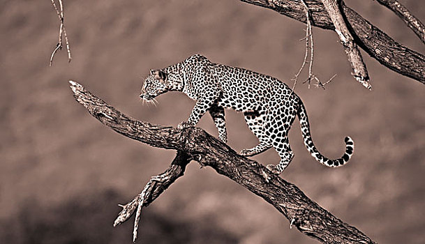 豹,肯尼亚