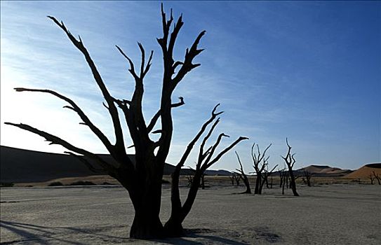 枯木,死亡谷,纳米比诺克陆夫国家公园,纳米比亚,非洲