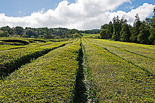 茶园,亚速尔群岛,葡萄牙,欧洲