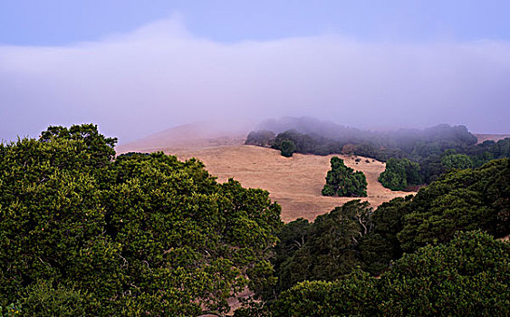 橡树,草,山,低,云,加利福尼亚