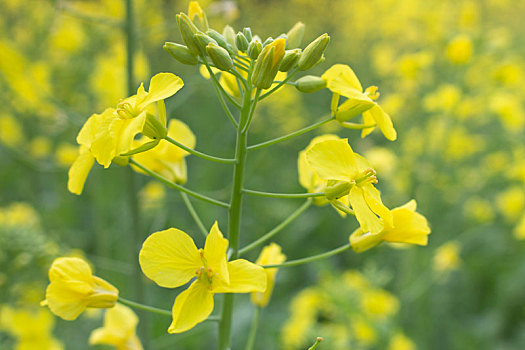 油菜花