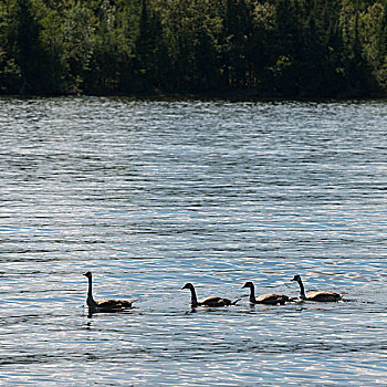 黑额黑雁,湖,木头,安大略省,加拿大