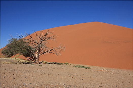 纳米比沙漠,纳米比亚,杜奈