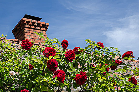 红玫瑰,屋顶