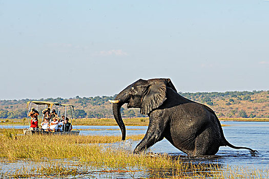 非洲象,游船,乔贝,河,乔贝国家公园,博茨瓦纳