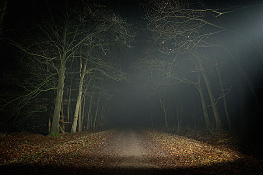 树林,夜晚,北布拉邦,荷兰