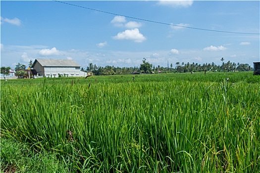 植被,巴厘岛