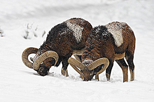 欧洲盘羊,冬天,德国