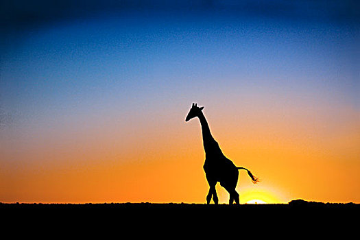 长颈鹿,剪影,夕阳,山谷,博茨瓦纳