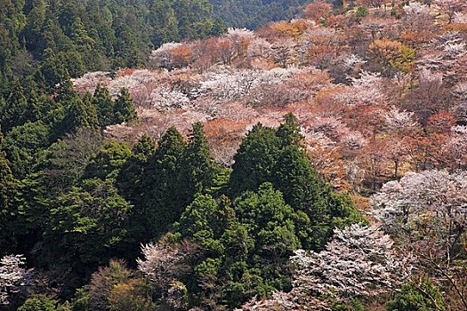 樱花,山