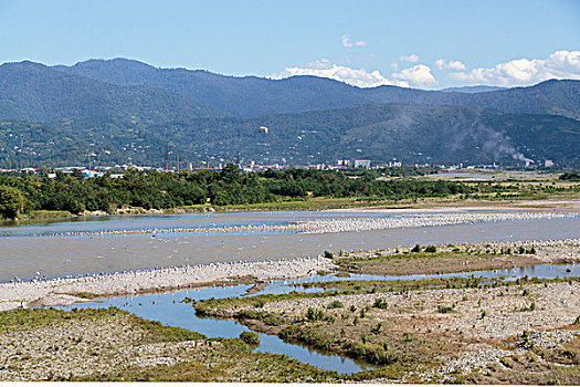 乔治亚,河岸,海鸥,靠近