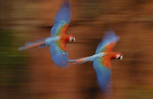 红绿金刚鹦鹉,绿翅金刚鹦鹉,一对,飞,栖息地,南马托格罗索州,巴西,南美