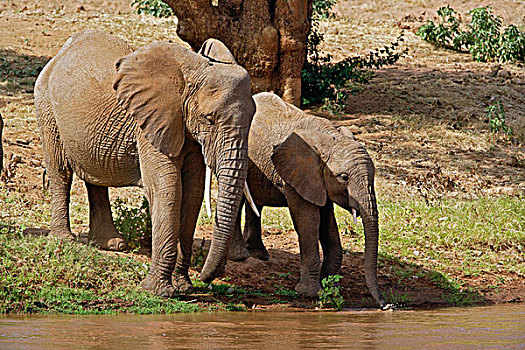 非洲象,喝,河,边缘,桑布鲁野生动物保护区,肯尼亚