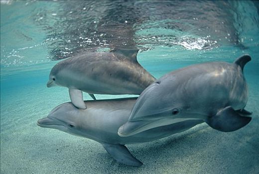宽吻海豚,水下,三个,夏威夷