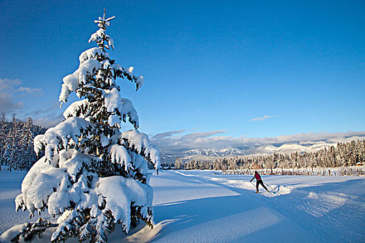 越野滑雪,白鲑,蒙大拿,美国