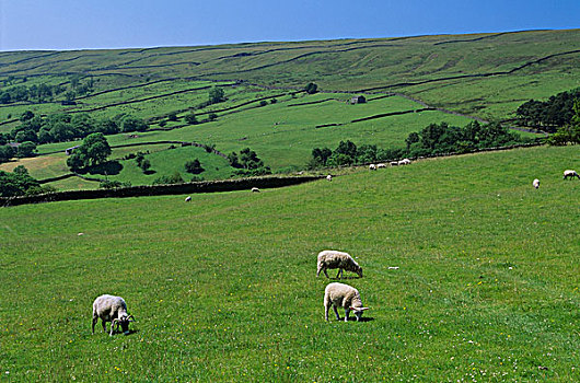 绵羊,约克郡溪谷国家公园,英格兰