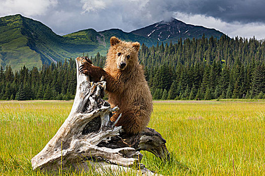 棕熊,克拉克湖,国家公园,阿拉斯加