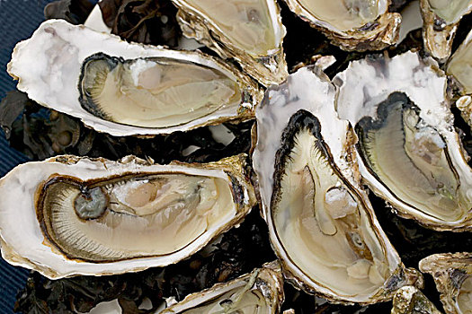 牡蛎,大浅盘,布列塔尼半岛,法国