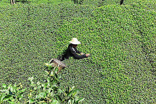 茶园茶叶风景风光