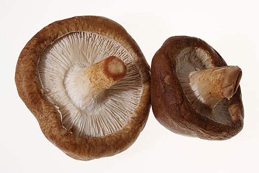 蘑菇,亚洲