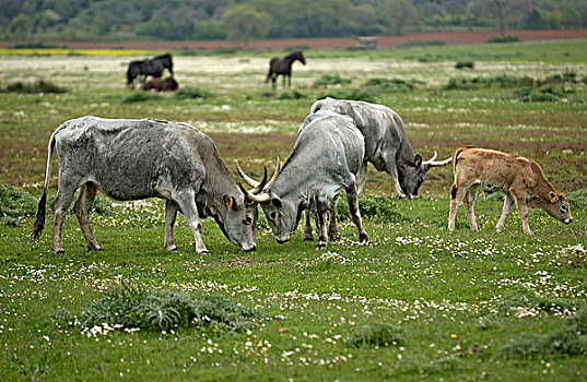 牛,母牛,幼兽,自然公园,靠近,格罗塞托,省,托斯卡纳,意大利,欧洲