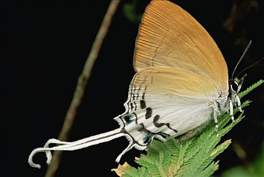 灰蝶科,蝴蝶,国家公园,沙捞越,婆罗洲