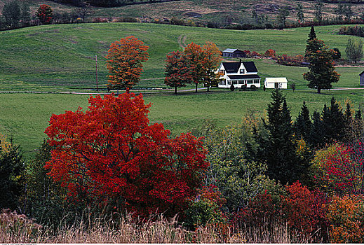 农场,新布兰斯维克,加拿大