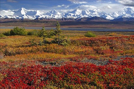 秋天,德纳里峰,国家公园,阿拉斯加,美国
