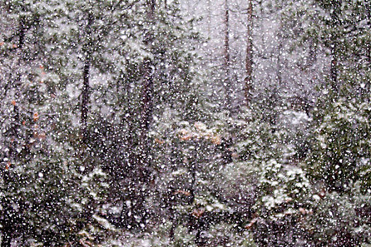 重,下雪,优胜美地国家公园,加利福尼亚,美国