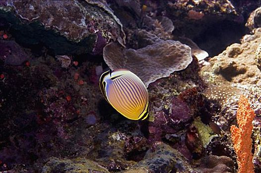 蝴蝶鱼,北苏拉威西省,苏拉威西岛,印度尼西亚